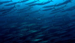 Thailand 2015 - Ko Tao - Barracuda a dents de scie - Sphyraena putnamiae _IMG_3490_rc